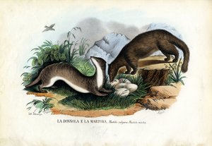 Martre des pins, 1863-79